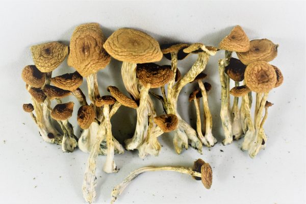 Buy Alacabenzi Cubensis Magic Mushrooms Online